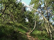 36 Cartteristica vegetazione di pini mughi ad alto e basso fusto